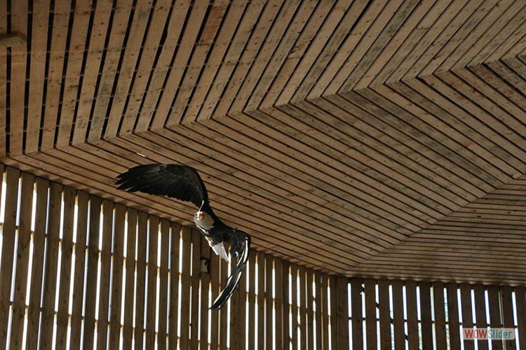 eagle-flight-cage-F