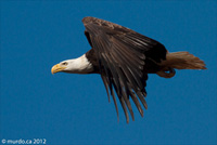 bigfoot helps injured eagles